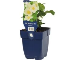 FLORASELF Anemoon Anemone Sylvestris Ø 11 Cm