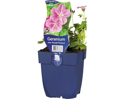 FLORASELF Ooievaarsbek Geranium X Riversleaianum 'Russel Prichard' Ø 11 Cm 1 FLORASELF Ooievaarsbek Geranium X Riversleaianum 'Russel Prichard' Ø 11 Cm