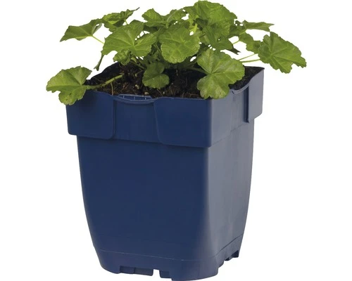 FLORASELF Muskuskaasjeskruid Malvia Mosschata Ø 11 Cm 2 FLORASELF Muskuskaasjeskruid Malvia Mosschata Ø 11 Cm - Afbeelding 2