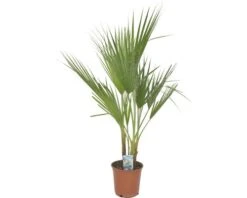 FLORASELF Mexicaanse Waaierpalm Washingtonia Robusta Potmaat Ø 21 Cm H 80 Cm