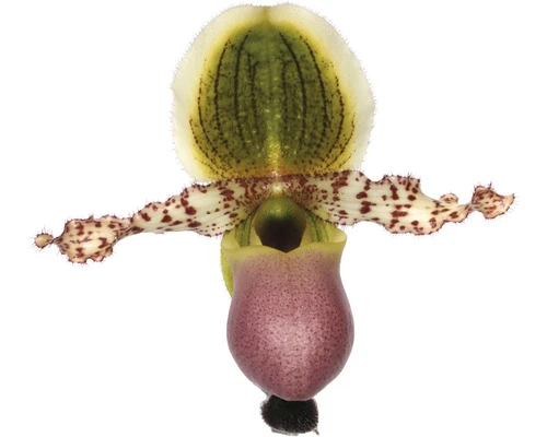 Orchidee Paphiopedilum Pinocchio Potmaat Ø 12 Cm H 30-35 Cm 3 Orchidee Paphiopedilum Pinocchio Potmaat Ø 12 Cm H 30-35 Cm - Afbeelding 3