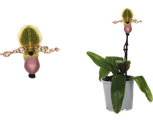 Orchidee Paphiopedilum Pinocchio Potmaat Ø 12 Cm H 30-35 Cm 2 Orchidee Paphiopedilum Pinocchio Potmaat Ø 12 Cm H 30-35 Cm - Afbeelding 2