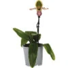 Orchidee Paphiopedilum Pinocchio Potmaat Ø 12 Cm H 30-35 Cm