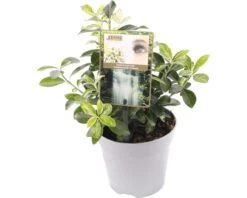 FLORASELF® Kardinaalshoed Euonymus Japonicus 'Pierrolino'® H 20-25 Cm