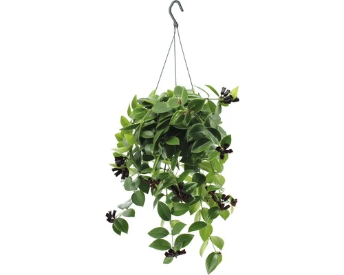 FLORASELF Schaamrood Aeschynanthus Lobbianus 'Mona Lisa' Potmaat Ø 15.0 Cm H 40-55 Cm 1 FLORASELF Schaamrood Aeschynanthus Lobbianus 'Mona Lisa' Potmaat Ø 15.0 Cm H 40-55 Cm