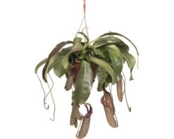 FLORASELF Nepenthes Miranda Hang Ø25 Cm H70 Cm