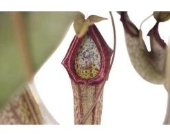 FLORASELF Nepenthes Miranda Hang Ø25 Cm H70 Cm -Tuinwinkel DV 8 7209471 03 4c DE 20210212141652