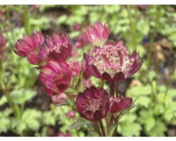FLORASELF Zeeuws Knoopje Astrantia Major Ø 11 Cm