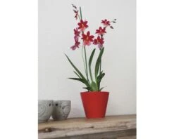 FLORASELF® Orchidee Cambria Burrageara "Nelly Isler" Rood Potmaat Ø 12 Cm -Tuinwinkel DV 8 7565704 04 4c DE 20161201145247
