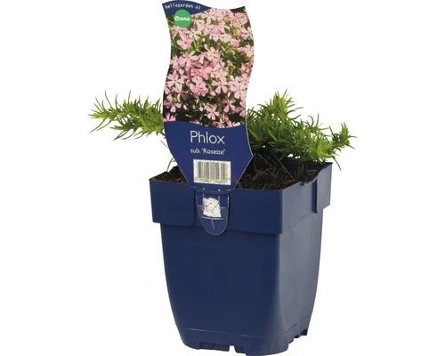 FLORASELF Kruipvlambloem Phlox Subulata Ø 11 Cm 1 FLORASELF Kruipvlambloem Phlox Subulata Ø 11 Cm