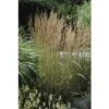 FLORASELF Duinriet Calamagrostis X Acutiflora 'Karl Foerster' Potmaat Ø 14 Cm H 10-40 Cm