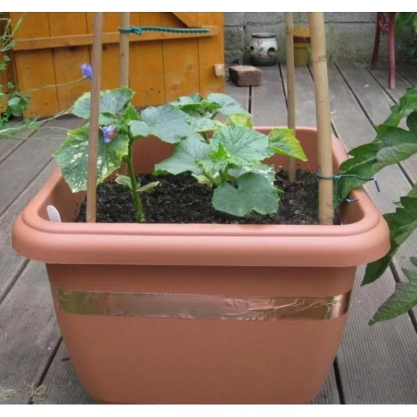 Anti-slakken Kopertape 4 M 3 Anti-slakken Kopertape 4 M - Afbeelding 3