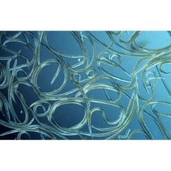 Aquanemix 1.25 V - Doseersproeier Voor Aaltjes 5 Aquanemix 1.25 V - Doseersproeier Voor Aaltjes -Tuinwinkel auquanemix 125 v doseersproeier 1497858309 1 600