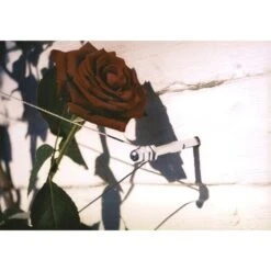 Geleidingssysteem Voor Klimplanten Palissa 5 Geleidingssysteem Voor Klimplanten Palissa -Tuinwinkel geleidingssysteem voor klimplanten 1601382137 3 600