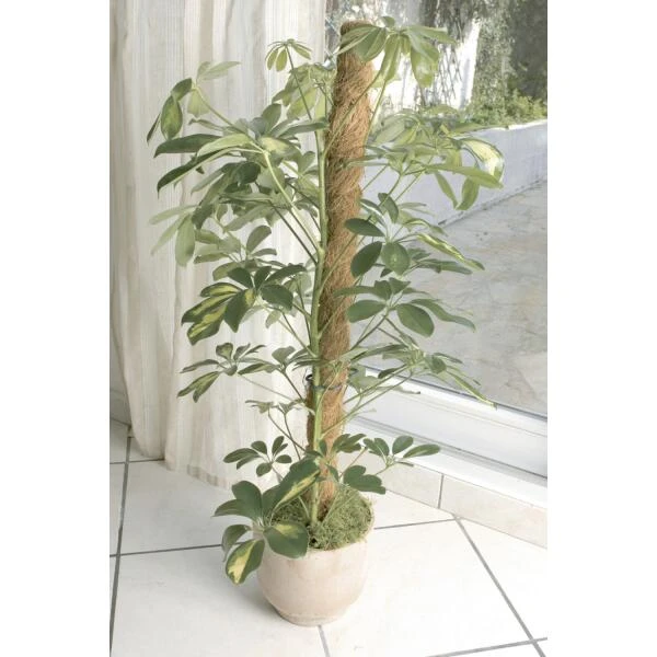 Kokos Kamerplantensteun - Plantstok Ø45 Mm × 1,2 M 4 Kokos Kamerplantensteun - Plantstok Ø45 Mm × 1,2 M - Afbeelding 4