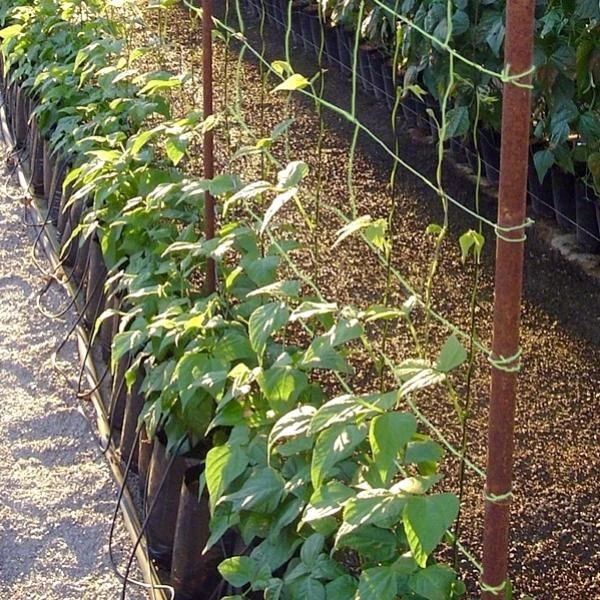 Klimgaas Erwten En Bonen 2m × 10 M 1 Klimgaas Erwten En Bonen 2m × 10 M