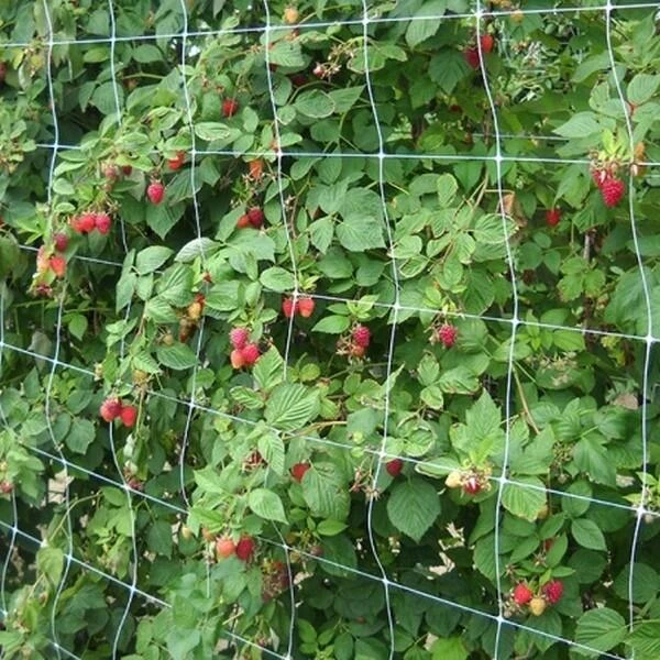 Klimgaas Erwten En Bonen 2m × 10 M 2 Klimgaas Erwten En Bonen 2m × 10 M - Afbeelding 2